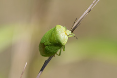 Chinavia pensylvanica
