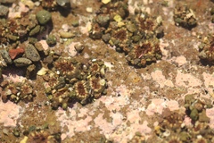 Anthopleura mariscali