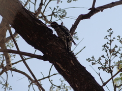 Sphyrapicus varius