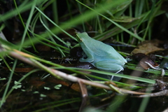 Sphaenorhynchus lacteus