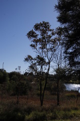Combretum erythrophyllum