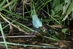 Sphaenorhynchus lacteus