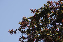 Combretum erythrophyllum