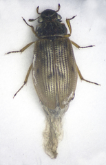Helophorus brevipalpis
