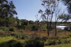 Combretum erythrophyllum