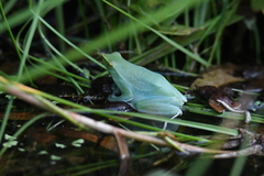 Sphaenorhynchus lacteus