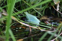 Sphaenorhynchus lacteus