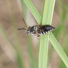 Coelioxys octodentatus