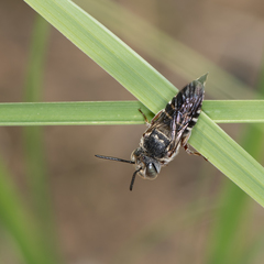 Coelioxys octodentatus