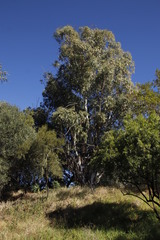 Eucalyptus