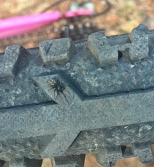 Nurscia albomaculata