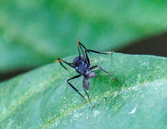 Gigantiops destructor