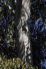 Eucalyptus