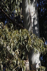 Eucalyptus
