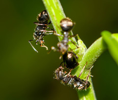 Tragopini