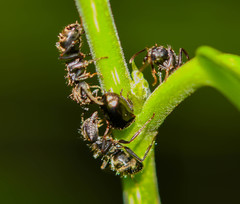 Tragopini