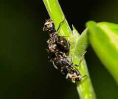 Tragopini
