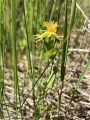 Hypericum ellipticum