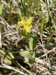 Hypericum ellipticum