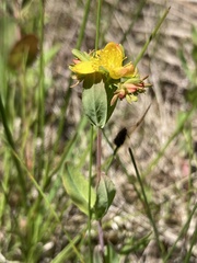 Hypericum ellipticum