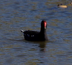 Gallinula chloropus meridionalis