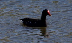 Gallinula chloropus meridionalis