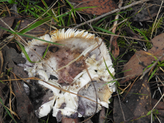 Russula lenkunya