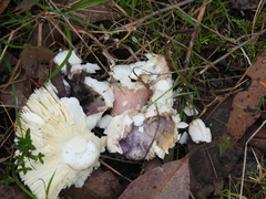 Russula lenkunya