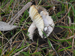 Russula lenkunya