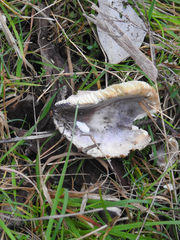 Russula lenkunya