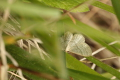 Scopula incanata