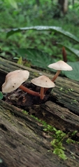 Filoboletus gracilis