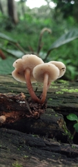 Filoboletus gracilis