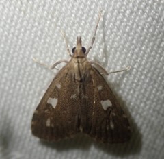Udea olivalis