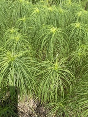 Helianthus salicifolius