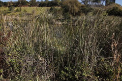 Typha capensis