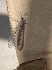 Myrmeleontidae