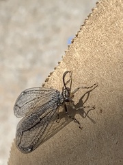 Myrmeleontidae