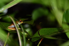 Boana calcarata