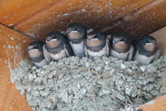 Hirundo rustica