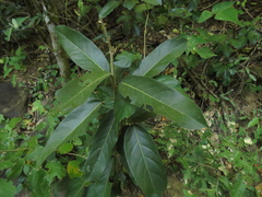 Morisonia americana
