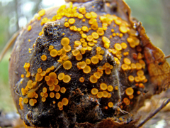 Arachnopeziza aurelia