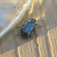 Korynetinae