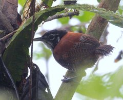Cantorchilus nigricapillus