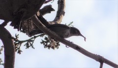 Thryomanes bewickii