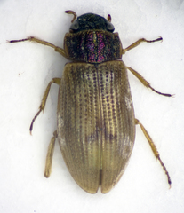 Helophorus brevipalpis