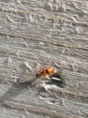 Gelis melanocephalus