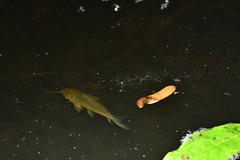 Callichthyidae