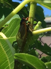 Magicicada septendecim