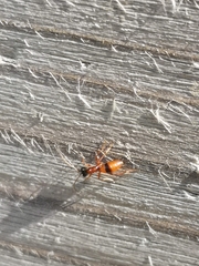 Gelis melanocephalus